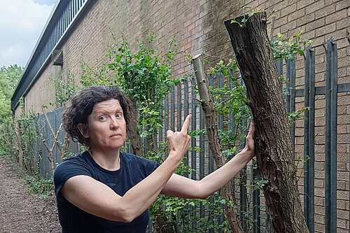 Trees felled on the path to the Wetlands